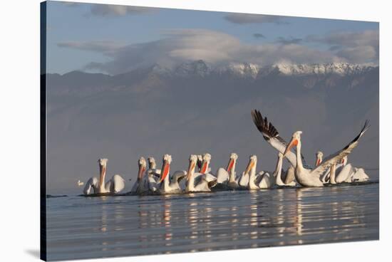 Dalmatian Pelicans (Pelecanus Crispus) One Stretching Wings, on Lake Kerkini, Macedonia, Greece-Peltomäki-Stretched Canvas