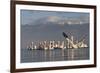 Dalmatian Pelicans (Pelecanus Crispus) One Stretching Wings, on Lake Kerkini, Macedonia, Greece-Peltomäki-Framed Photographic Print