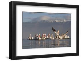 Dalmatian Pelicans (Pelecanus Crispus) One Stretching Wings, on Lake Kerkini, Macedonia, Greece-Peltomäki-Framed Photographic Print