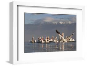 Dalmatian Pelicans (Pelecanus Crispus) One Stretching Wings, on Lake Kerkini, Macedonia, Greece-Peltomäki-Framed Photographic Print