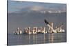 Dalmatian Pelicans (Pelecanus Crispus) One Stretching Wings, on Lake Kerkini, Macedonia, Greece-Peltomäki-Stretched Canvas