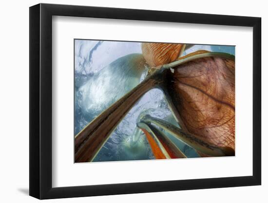 Dalmatian Pelicans (Pelecanus Crispus) Underwater View of Group Feeding, Lake Kirkini, Greece-Bence Mate-Framed Photographic Print