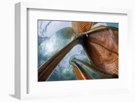 Dalmatian Pelicans (Pelecanus Crispus) Underwater View of Group Feeding, Lake Kirkini, Greece-Bence Mate-Framed Photographic Print