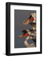 Dalmatian Pelicans (Pelecanus Crispus) with Beaks Wide Open, Lake Kerkini, Macedonia, Greece-Peltomäki-Framed Photographic Print