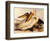 Dalmatian Pelicans, Pelecanus Crispus-Edward Lear-Framed Giclee Print