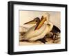 Dalmatian Pelicans, Pelecanus Crispus-Edward Lear-Framed Giclee Print