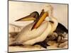 Dalmatian Pelicans, Pelecanus Crispus-Edward Lear-Mounted Giclee Print