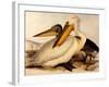 Dalmatian Pelicans, Pelecanus Crispus-Edward Lear-Framed Giclee Print