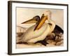 Dalmatian Pelicans, Pelecanus Crispus-Edward Lear-Framed Giclee Print