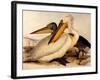 Dalmatian Pelicans, Pelecanus Crispus-Edward Lear-Framed Giclee Print