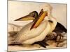 Dalmatian Pelicans, Pelecanus Crispus-Edward Lear-Mounted Giclee Print