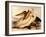 Dalmatian Pelicans, Pelecanus Crispus-Edward Lear-Framed Giclee Print