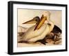 Dalmatian Pelicans, Pelecanus Crispus-Edward Lear-Framed Giclee Print