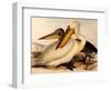 Dalmatian Pelicans, Pelecanus Crispus-Edward Lear-Framed Premium Giclee Print