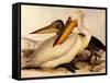 Dalmatian Pelicans, Pelecanus Crispus-Edward Lear-Framed Stretched Canvas