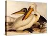 Dalmatian Pelicans, Pelecanus Crispus-Edward Lear-Stretched Canvas