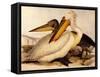 Dalmatian Pelicans, Pelecanus Crispus-Edward Lear-Framed Stretched Canvas