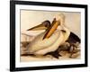 Dalmatian Pelicans, Pelecanus Crispus-Edward Lear-Framed Giclee Print