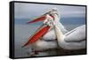 Dalmatian Pelicans-Xavier Ortega-Framed Stretched Canvas