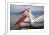 Dalmatian Pelicans-Xavier Ortega-Framed Photographic Print