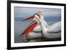 Dalmatian Pelicans-Xavier Ortega-Framed Photographic Print