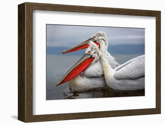 Dalmatian Pelicans-Xavier Ortega-Framed Photographic Print