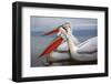 Dalmatian Pelicans-Xavier Ortega-Framed Photographic Print