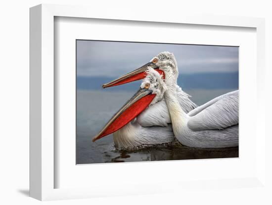 Dalmatian Pelicans-Xavier Ortega-Framed Photographic Print