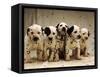 Dalmatian Puppies-Dennis Degnan-Framed Stretched Canvas