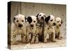 Dalmatian Puppies-Dennis Degnan-Stretched Canvas