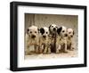 Dalmatian Puppies-Dennis Degnan-Framed Photographic Print