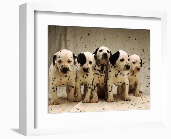 Dalmatian Puppies-Dennis Degnan-Framed Photographic Print