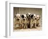 Dalmatian Puppies-Dennis Degnan-Framed Photographic Print