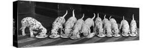 Dalmatian Puppy Peeps Over a Large Wicker Baske, February 1960-null-Stretched Canvas