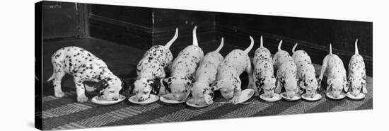 Dalmatian Puppy Peeps Over a Large Wicker Baske, February 1960-null-Stretched Canvas