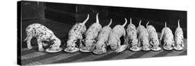 Dalmatian Puppy Peeps Over a Large Wicker Baske, February 1960-null-Stretched Canvas