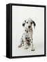 Dalmatian Puppy-Don Mason-Framed Stretched Canvas