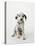 Dalmatian Puppy-Don Mason-Stretched Canvas