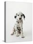 Dalmatian Puppy-Don Mason-Stretched Canvas