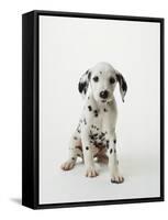 Dalmatian Puppy-Don Mason-Framed Stretched Canvas