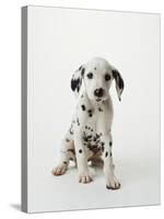 Dalmatian Puppy-Don Mason-Stretched Canvas