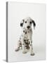 Dalmatian Puppy-Don Mason-Stretched Canvas