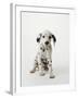 Dalmatian Puppy-Don Mason-Framed Photographic Print