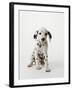 Dalmatian Puppy-Don Mason-Framed Photographic Print