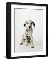 Dalmatian Puppy-Don Mason-Framed Photographic Print