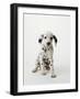 Dalmatian Puppy-Don Mason-Framed Photographic Print