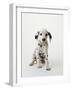 Dalmatian Puppy-Don Mason-Framed Photographic Print