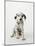 Dalmatian Puppy-Don Mason-Mounted Photographic Print