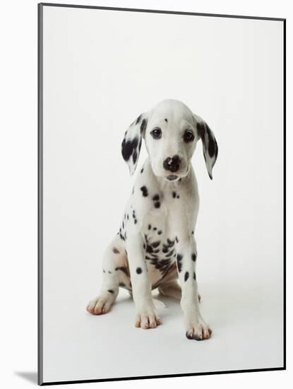 Dalmatian Puppy-Don Mason-Mounted Photographic Print