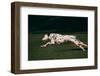 Dalmatian Running on Grass-DLILLC-Framed Photographic Print